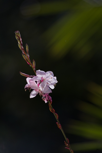 2016-05-23/novice du 11
novice du 11-Flore et botanique
