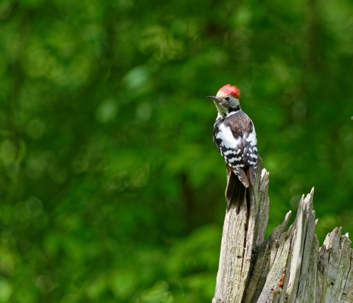 2017-08-24/Hermes
Hermes-Faune sauvage
