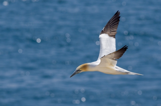 2017-06-06/Ludovic
Ludovic-Dans vos series "Saltee Island"
