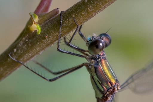 2017-10-02-neosilencers
neosilencers-Macro et proxiphotographie nature.
