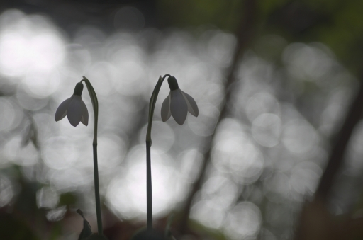 2018-01-12/donlope01
donlope01-Flore et botanique
