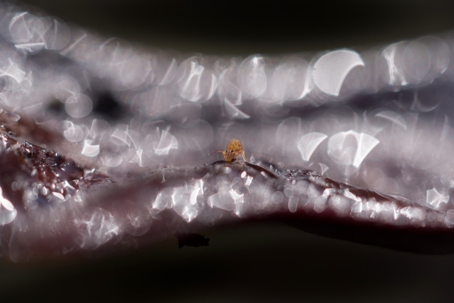 2018-03-17/SPentaxQR
SPentaxQR-Macro et proxiphotographie nature"
