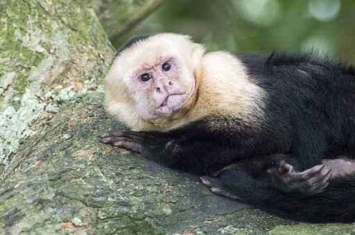 2018-03-27/DS29
DS29-Dans vos series "Singeries"
