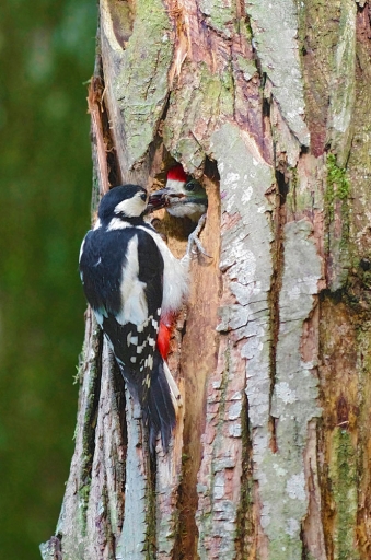 2018-06-07/Mitoufle
Mitoufle-Faune sauvage
