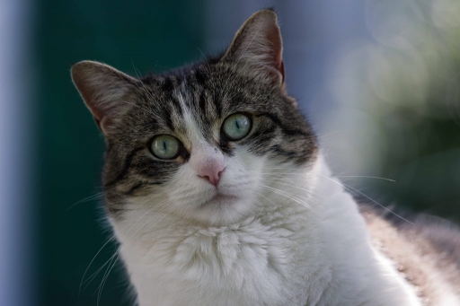 2018-06-17/fredo 94
fredo 94-Animaux domestiques ou captifs
