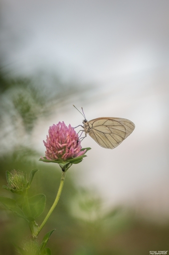 2018-06-19/nicolas03
nicolas03-Macro et proxiphotographie nature.
