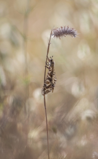 2018-07-24/SPentaxQR
SPentaxQR-Macro et proxiphotographie nature.
