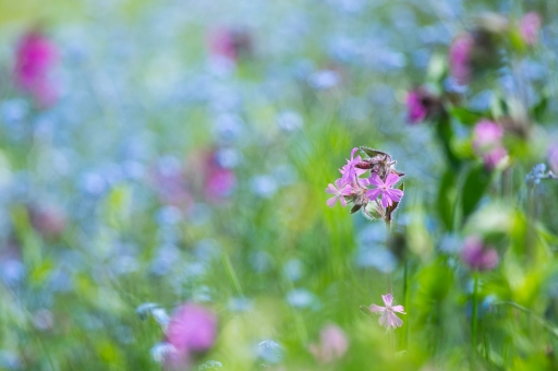 2018-10-13/ASM
ASM/Flore et botanique
