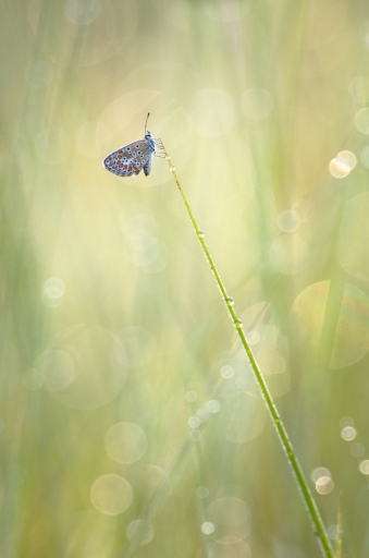 2018-08-14/donlope01
donlope01-Macro et proxyphotographie nature.
