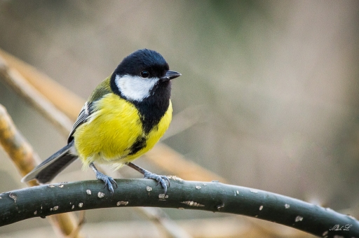 2018-01-23/degun13113
degun13113-Faune sauvage
