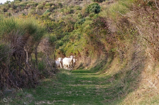 2018-10-30/Ph07
Ph07-Animaux domestiques ou captifs.

