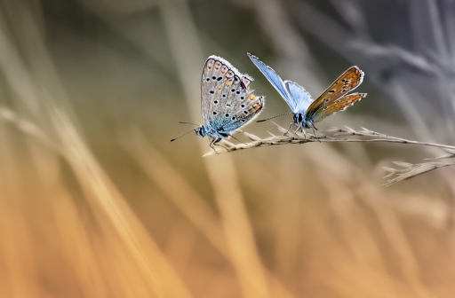 2016-09-04/Kobaia
Kobaia-Macro et proxiphotographie nature.
