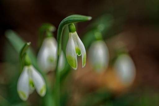 2019-02-15/Hermès
Hermes-Flore et botanique
