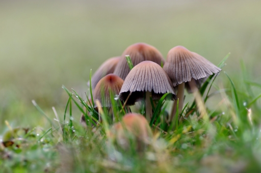 2019-03-19/charlysouho
charlysouho-Flore et botanique.
