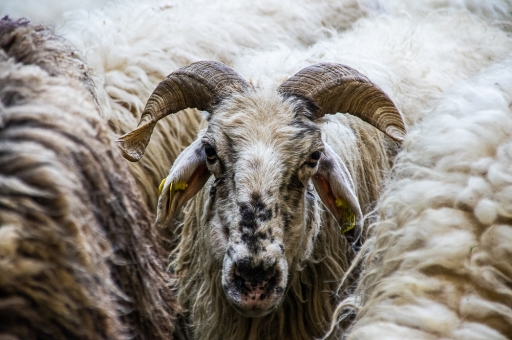 2019-07-07/jagulian
jagulian-Transhumance en vallee d'Aspe
