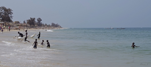 2019-08-06/pilote14
pilote14-Animeaux domestiques ou captifs.
