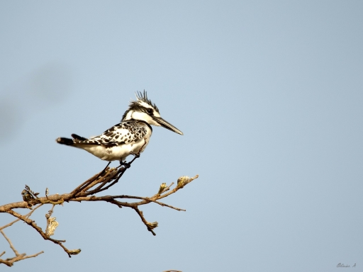 2019-08-03/pilote14
pilote14-Faune sauvage
