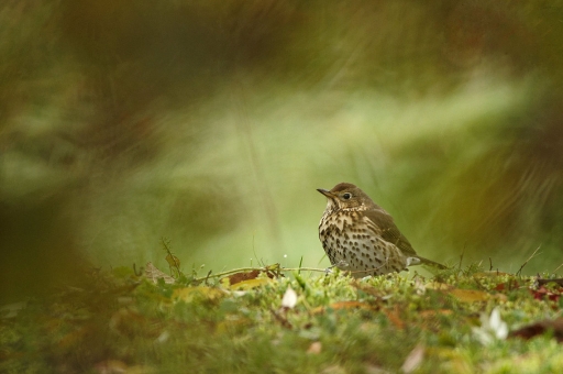 2019-11-30/charlysouho
charlysouho-Faune sauvage
