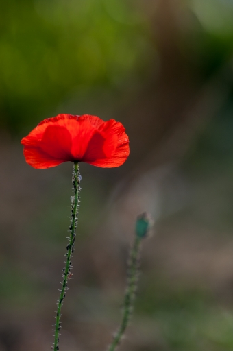 2015-07-04/TOFTOF
TOFTOF-Fleurs
