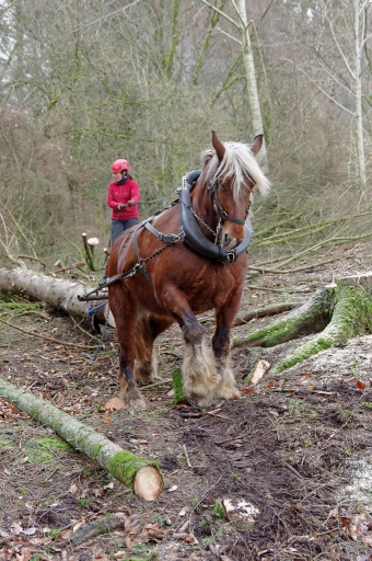 2020-02-27/Charlysouho
Charlysouho- "Le cheval comtois au débardage"
