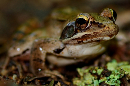 2020-04-12/david81
david81-Faune sauvage.
