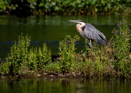 2020-07-25/Charrac
Charrac-Faune sauvage
