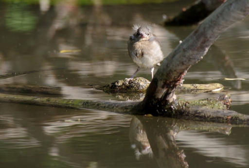 2020-10-06/charlysouho
charlysouho-Faune sauvage
