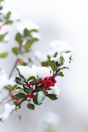 2020-12-29/vinhug
vinhug-Flore et botanique.
