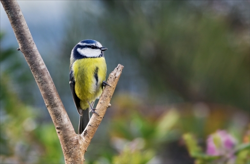 2016-01-16/Kobaia
Kobaia-Faune sauvage
