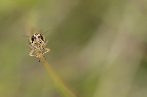 2015-07-24/Mathieu
Mathieu-Macro et proxi-photo
