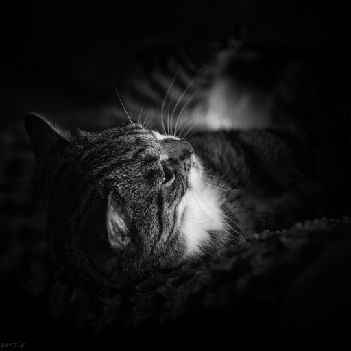 2018-01-12/berzip
berzip-Animeaux domestiques ou captifs
