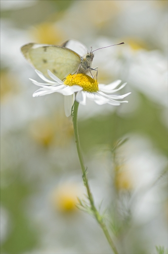 2015-07-06 / Kobaia
Kobaia [ Macro et proxy-photo ]
