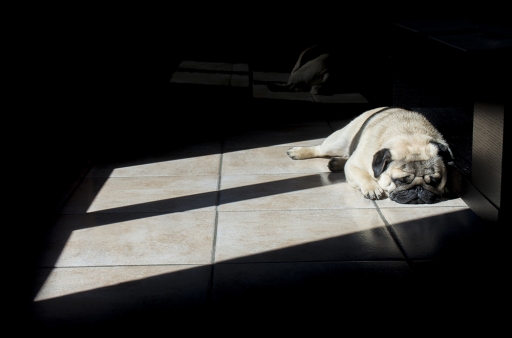 2016-05-07/dardi
dardi-Animaux domestiques ou captifs.
