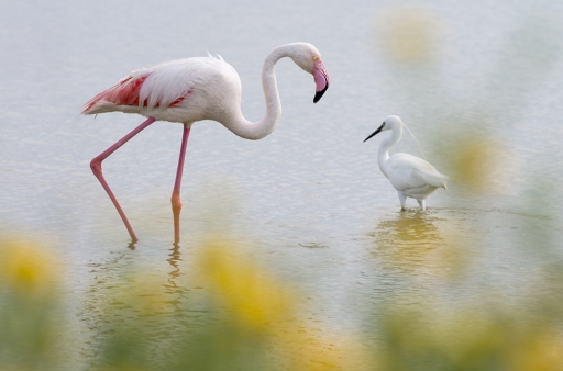 2016-07-16/elficologue
elficologue-Faune sauvage
