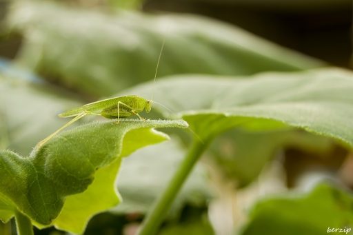 2016-09-17 / berzip
berzip [ Macro et proxiphotographie nature ]
