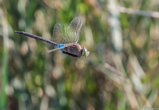 2016-09-25/phoenix1366
phoenix1366-Macro et proxiphotographie nature
