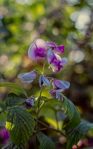 2018-07-17/TOFTOF
TOFTOF-Flore et Botanique.
