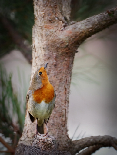 2017-12-01/Kobaia
Kobaia-Faune sauvage
