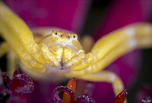 2018-09-07/Daenelyn
Deanelyn-Macro et proxiphotographie nature.
