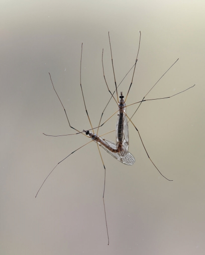 2018-11-24/charlysouho
charlysouho-Macro et proxiphotographie nature
