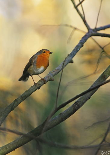 2019-01-04/CarpoDingo
CarpoDingo-Faune sauvage
