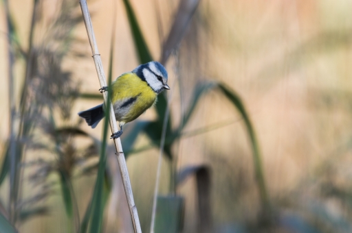 2017-10-31/ghis13
ghis13-Faune sauvage
