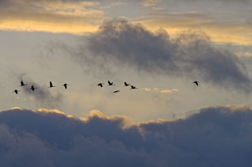 2018-01-charlysouho
charlysouho-Faune sauvage
