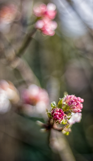 2018-02-13/TOFTOF
TOFTOF-Flore et Botanique
