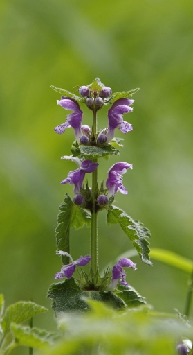 2018-04-24/charlyshouho
charlyshouho-Flore et botanique 
