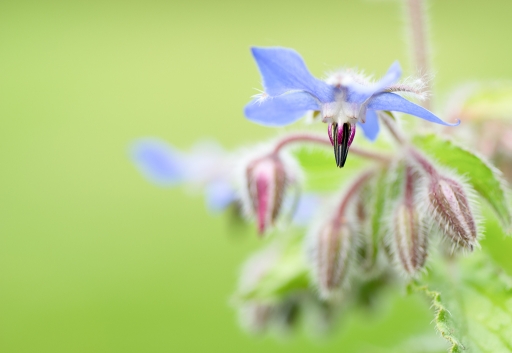 2018-05-02/TOFTOF
TOFTOF-Flore et Botanique.
