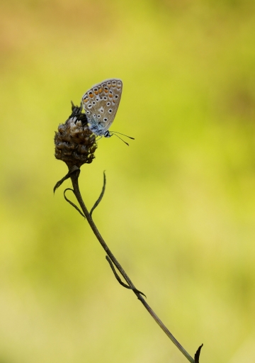 2018-08-23/papy57
papy57-Macro et proxiphotographie nature
