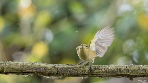 2018-10-15/Daenelyn
Daenelyn-Faune sauvage
