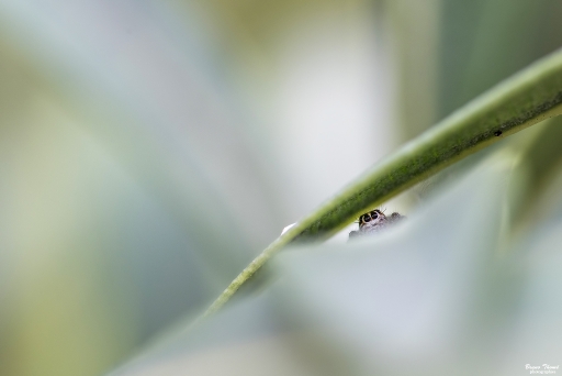 2018-09-10/Daenelyn
Daenelyn-Macro et proxiphotographie nature
