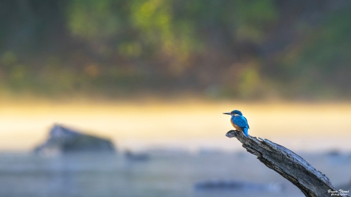 2018-11-20/Daenelyn
Daenelyn-Faune sauvage
